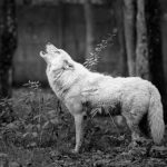 Loup qui hurle à la lune