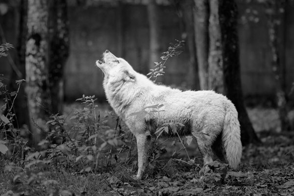 Loup blanc en forêt qui pleure